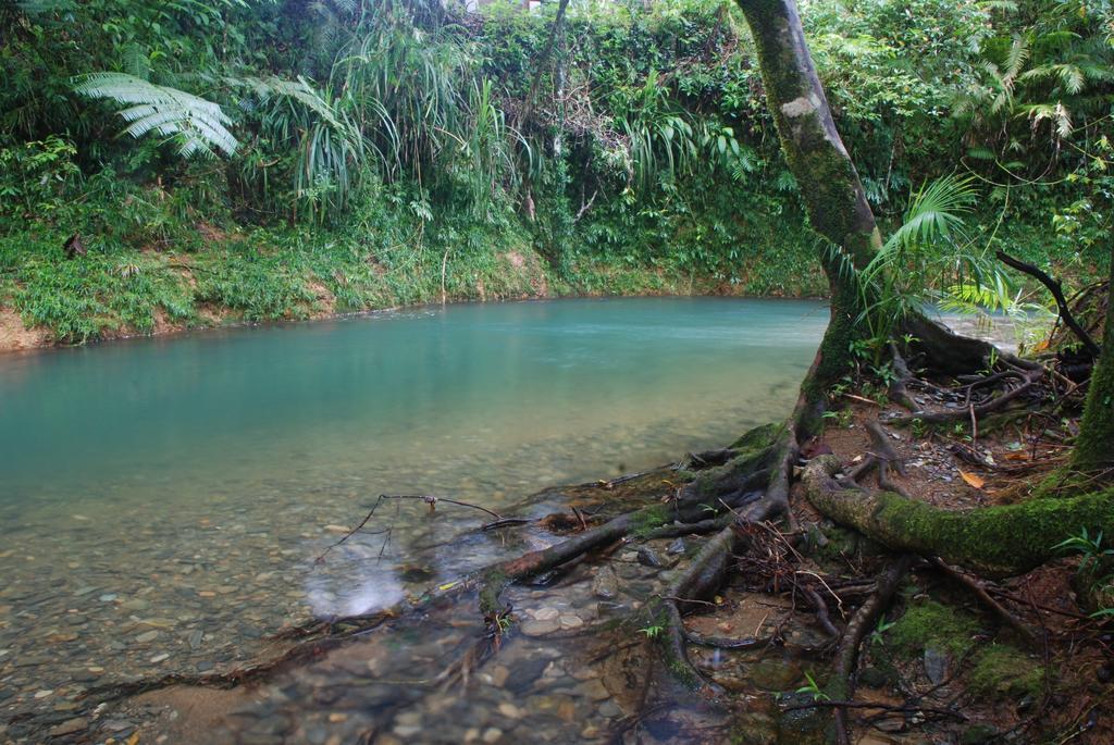 Heritage Lodge In The Daintree Cape Tribulation Exteriör bild